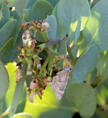 Stamnodes coenonymphata