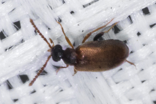 Aderus saginatus · iNaturalist