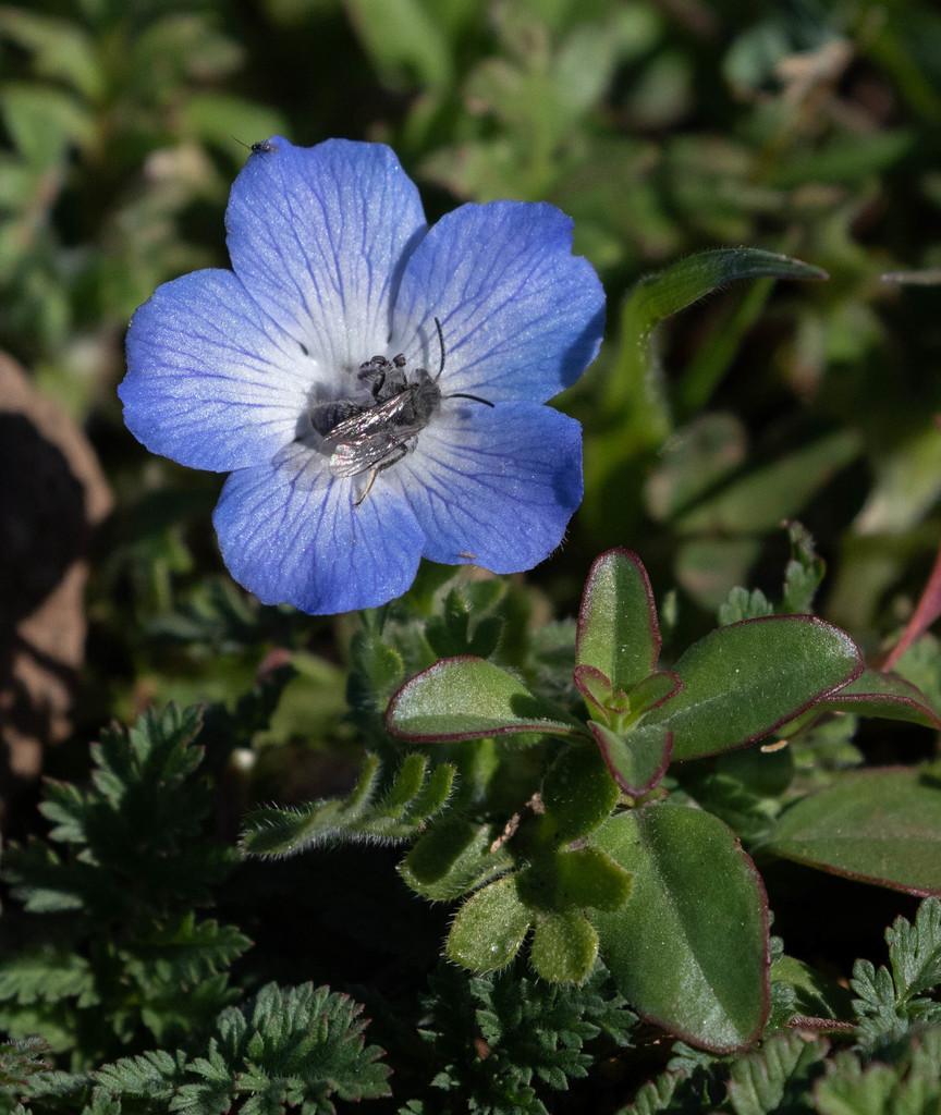 torulosa species group from Mount Diablo State Park, Contra Costa ...