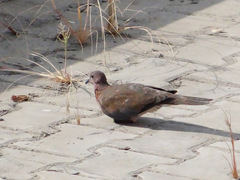 Streptopelia senegalensis