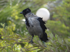 Corvus cornix