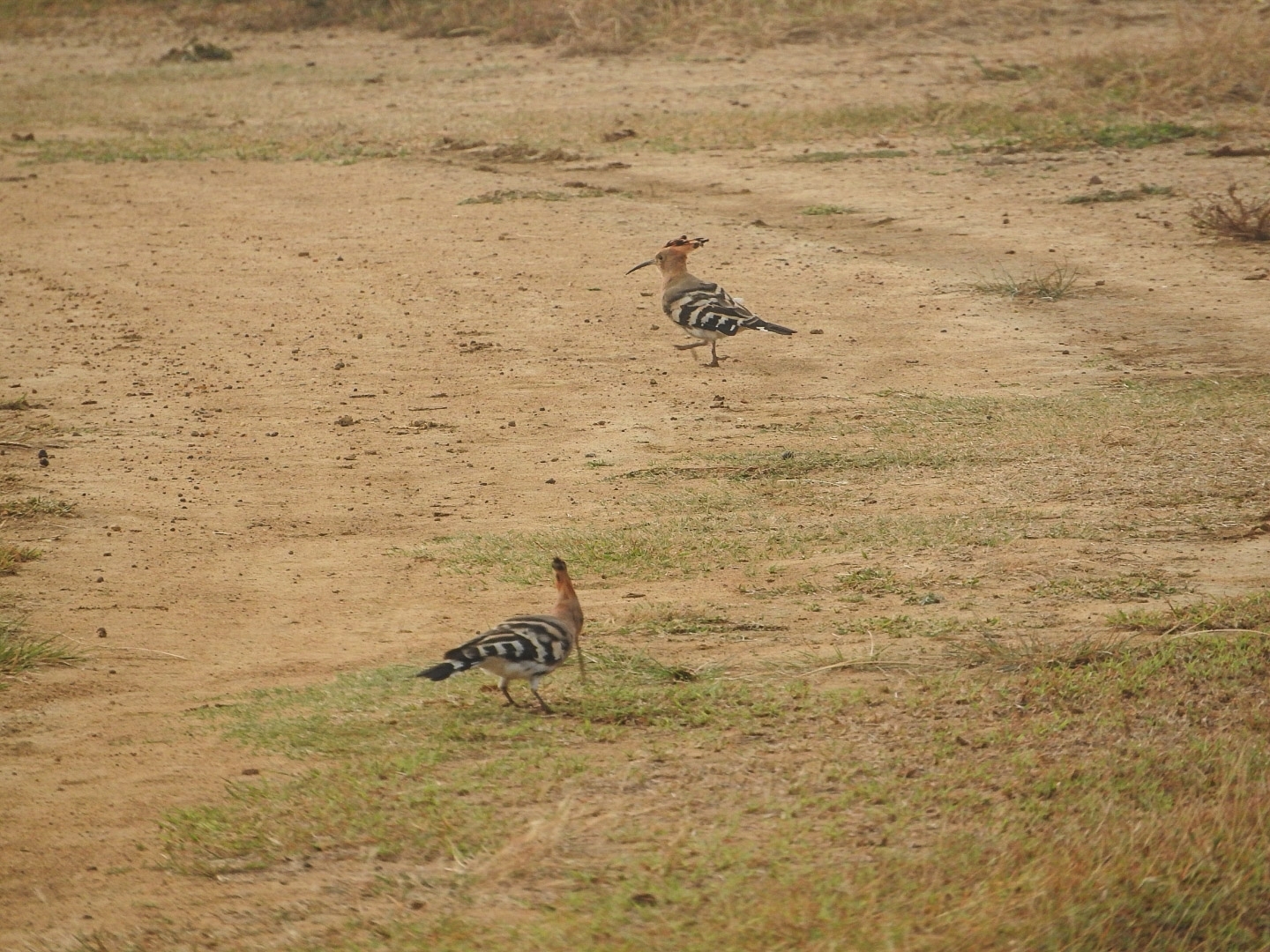 Common Hoopoe