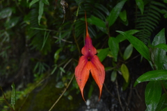 Masdevallia veitchiana