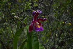 Sobralia dichotoma