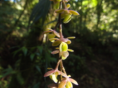 Epidendrum laucheanum
