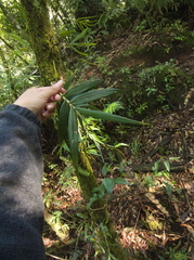 Epidendrum laucheanum