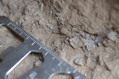 Sicarius boliviensis