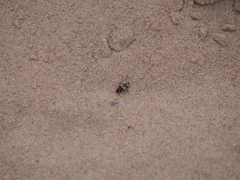 Tetragonoderus pictus