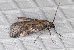 Alpheias transferens
