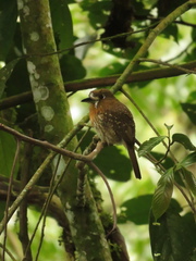 Malacoptila mystacalis