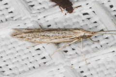 Coleophora quadruplex