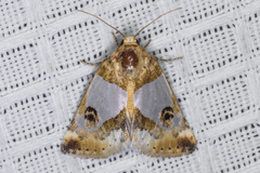 Schinia oculata