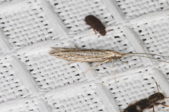 Coleophora quadruplex