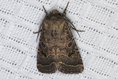 Protorthodes melanopis