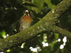 Malacoptila mystacalis