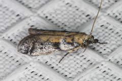Laetilia dilatifasciella