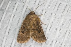 Protorthodes melanopis