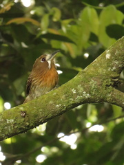 Malacoptila mystacalis