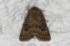 Protorthodes melanopis