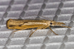 Agriphila attenuatus