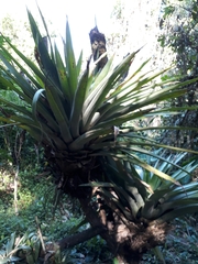 Tracheophyta