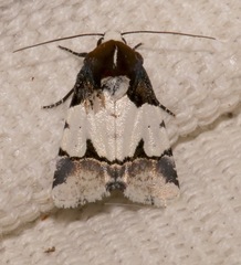 Bryolymnia roma