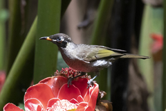 Bolemoreus frenatus