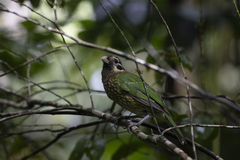 Ailuroedus maculosus