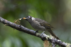 Bolemoreus frenatus