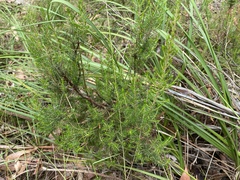 Erica lusitanica
