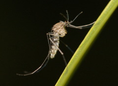 Culex erraticus