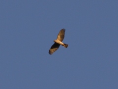 Accipiter cooperii
