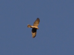 Accipiter cooperii