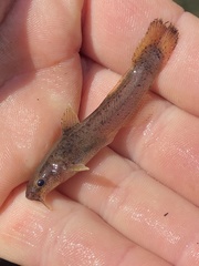 Noturus leptacanthus