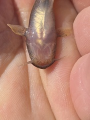 Noturus leptacanthus