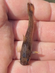 Noturus leptacanthus