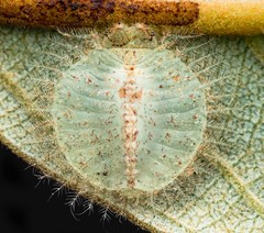 Myiodactylinae