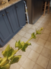 Moluccella laevis
