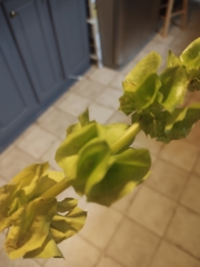 Moluccella laevis