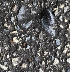 Armadillidium vulgare