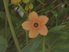 Bruceholstia magnifolia