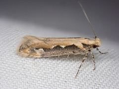Ornativalva erubescens