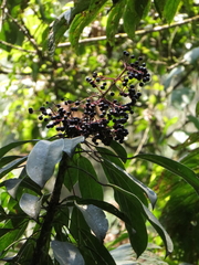 Oreopanax liebmannii