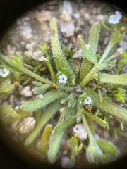 Plagiobothrys humistratus