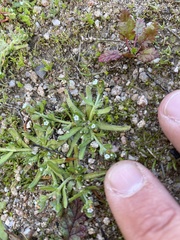 Plagiobothrys humistratus