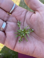 Plagiobothrys humistratus