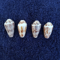 Conasprella ximenes