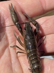 Procambarus versutus