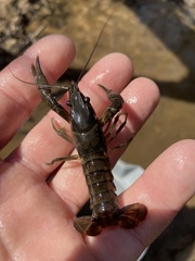 Procambarus versutus