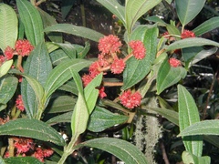 Miconia pubistyla